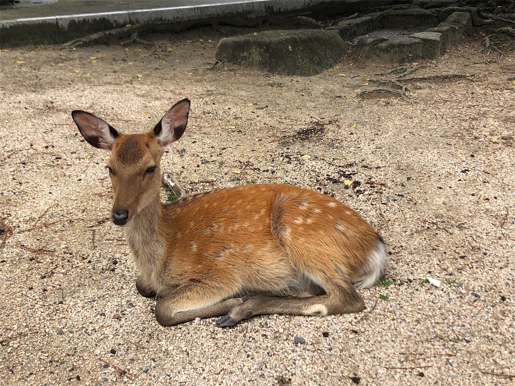 f:id:obake_ghost:20191228230152j:image f:id:obake_ghost:20191228230152j:image