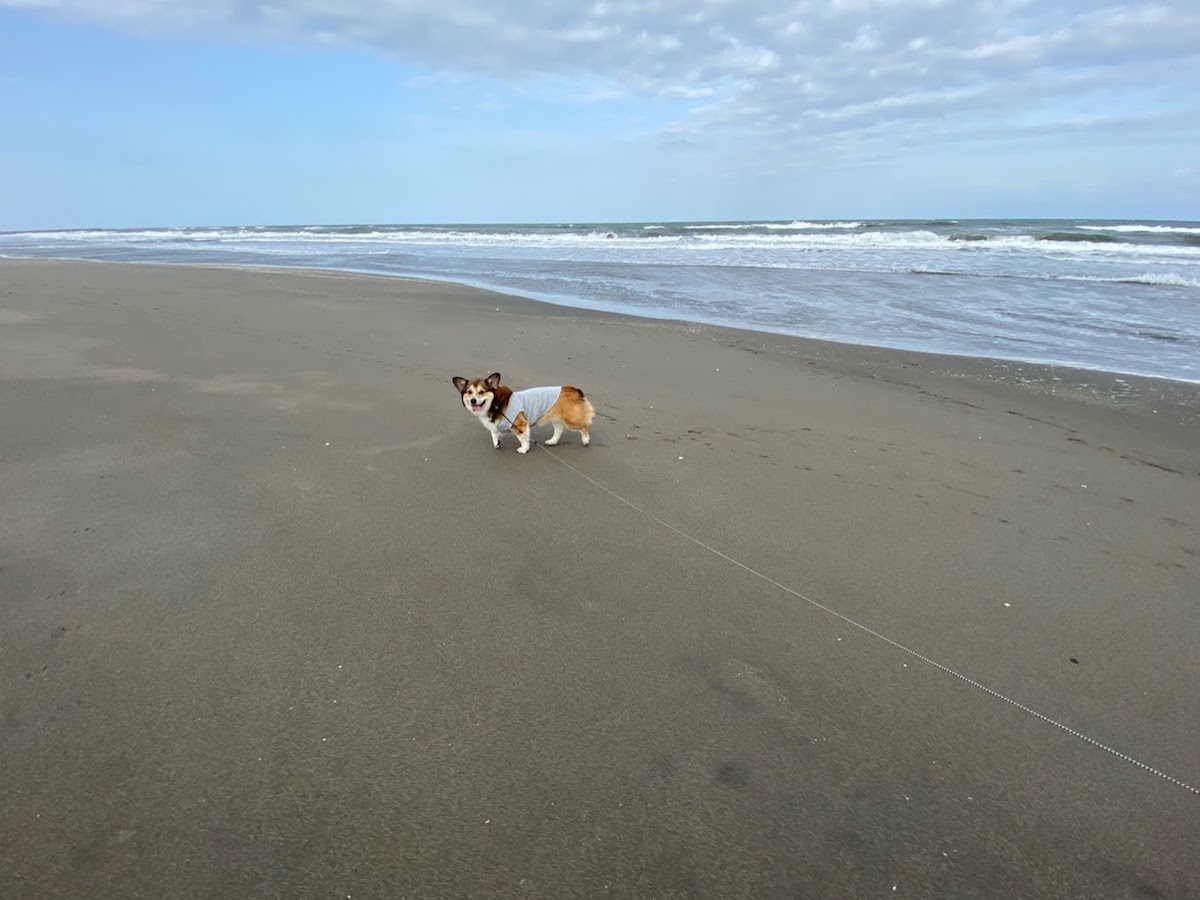 やっぱり犬と海へ行く こわくないおばけ