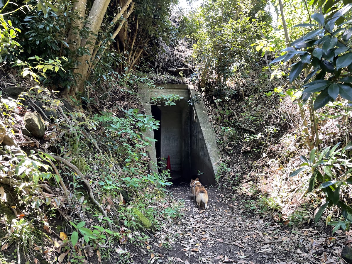 プロペラ 森の要塞を探検する こわくないおばけ プロペラ 森の要塞を探検する こわくないおばけ