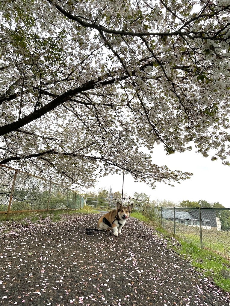 f:id:obakediary:20241215174508j:image