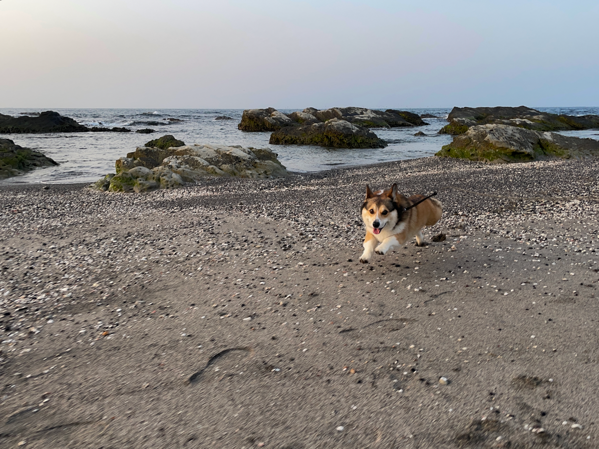浜辺を走るプロペラの写真