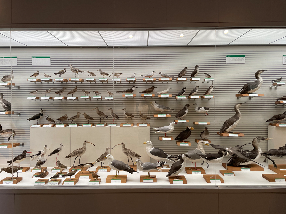 鳥の博物館の写真
