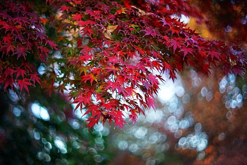 米国ブランドの日本製レンズ Argus Auto-Cintar 55mm F1.7（M42） - 迷