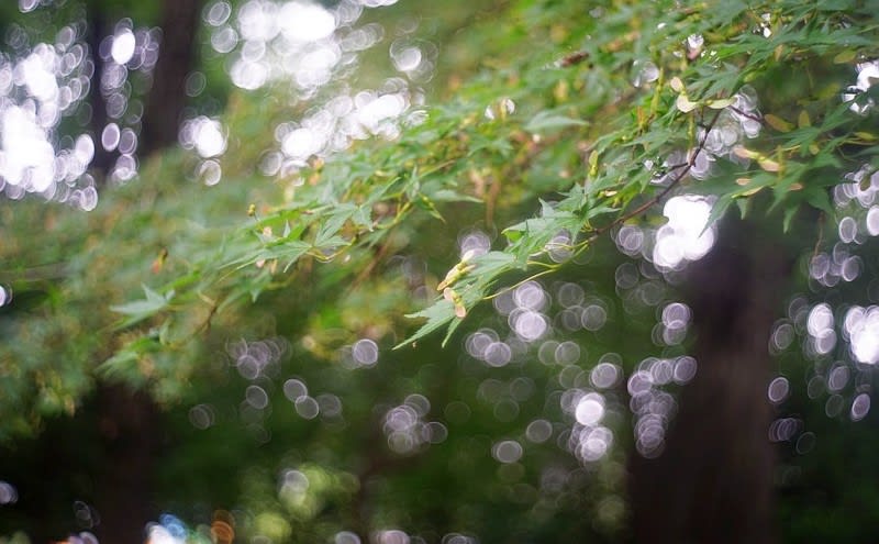 BRAUN Paxetteから取り出したSTAEBLE-KATA 45mm F2.8 - 迷レンズ探訪
