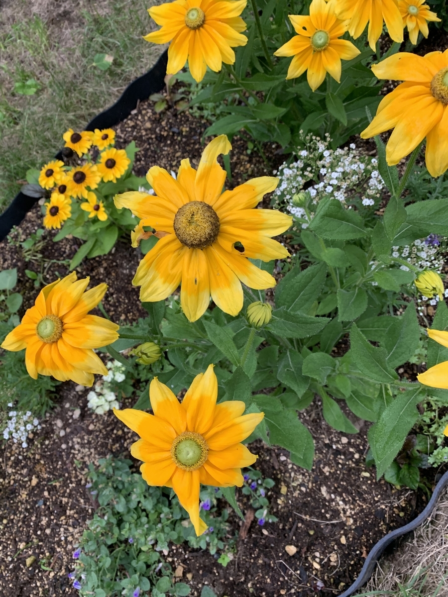 f:id:obarakotaro:20190818211658j:plain f:id:obarakotaro:20190818211658j:plain