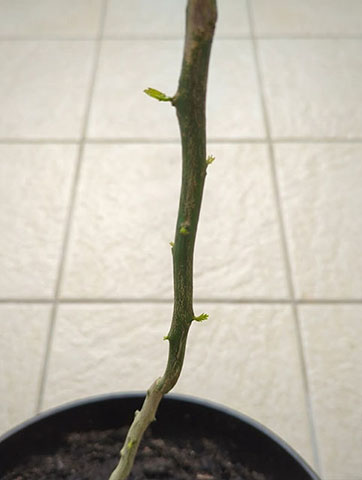 5月下旬、新芽が出始めたレモンの木