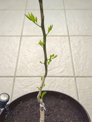 6月上旬、葉が開き始めたレモンの木
