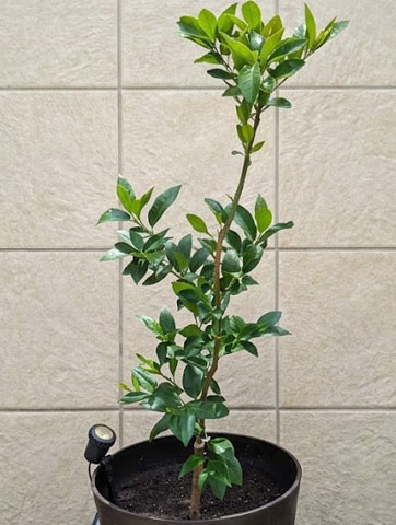 8月、葉っぱが生い茂ったレモンの木