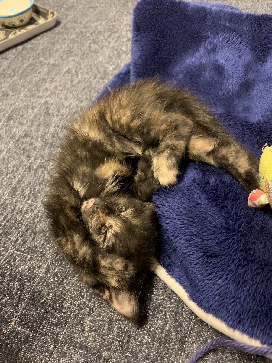 f:id:obasit-n1731:20200606165840j:plain f:id:obasit-n1731:20200606165840j:plain