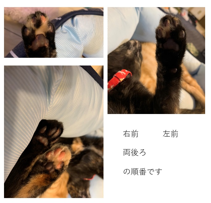 f:id:obasit-n1731:20200726201827j:plain f:id:obasit-n1731:20200726201827j:plain
