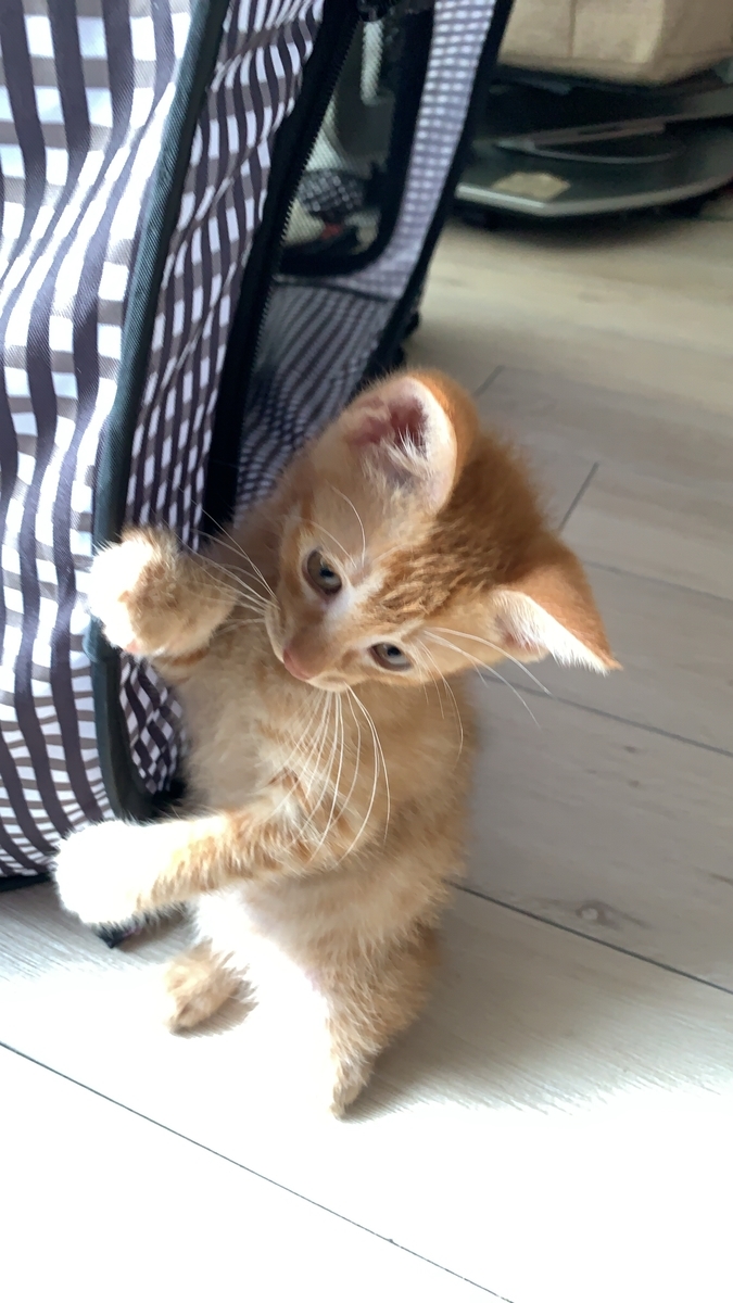 f:id:obasit-n1731:20200727185643j:plain f:id:obasit-n1731:20200727185643j:plain