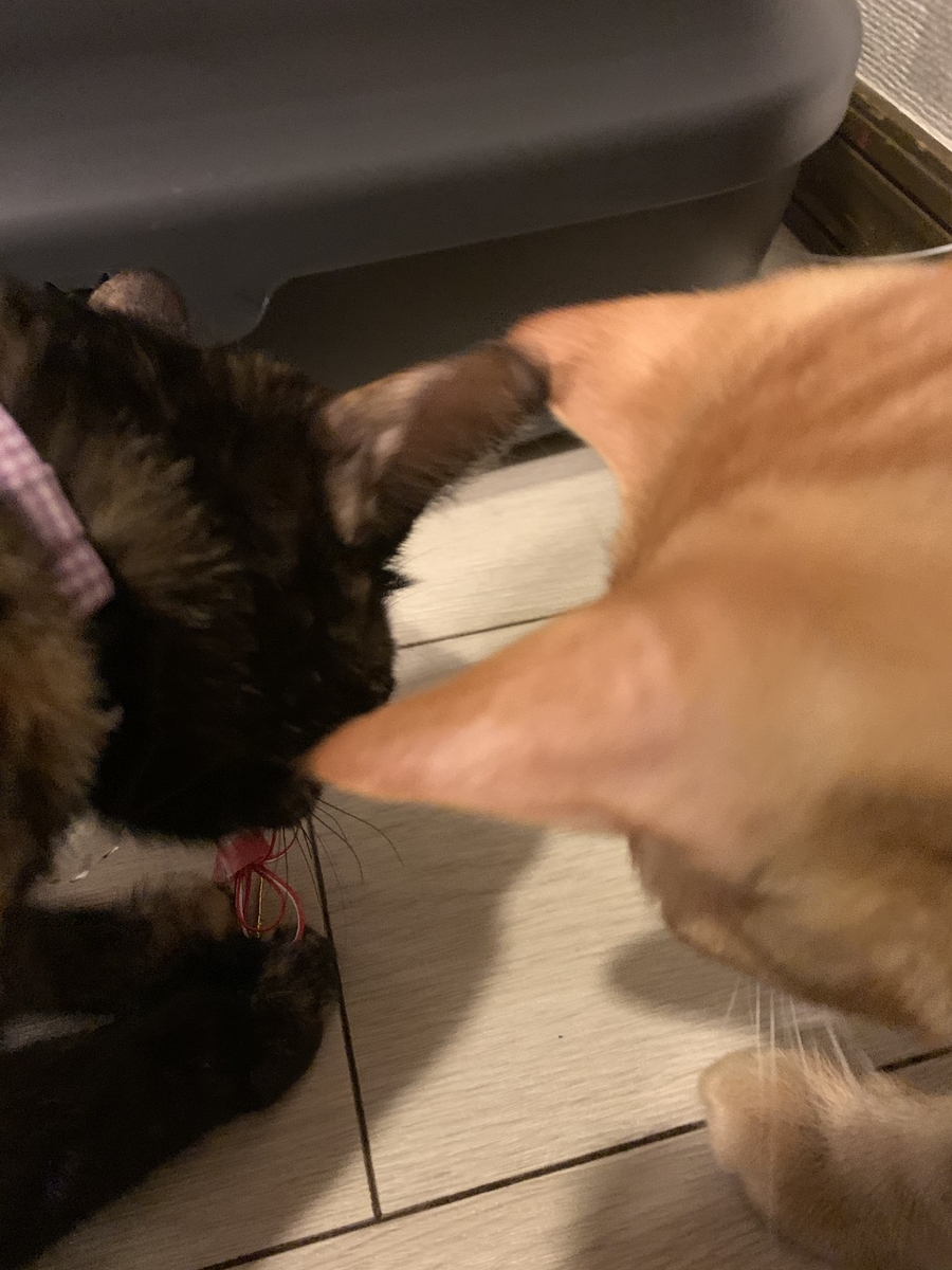 f:id:obasit-n1731:20210103173039j:plain