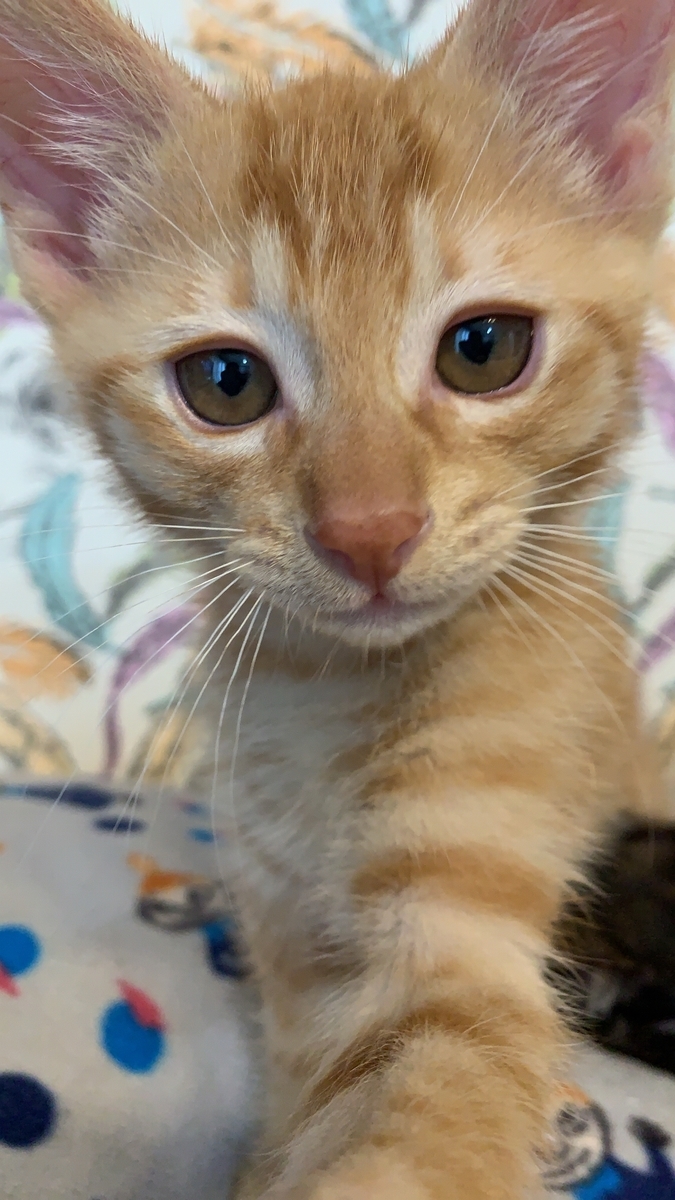 f:id:obasit-n1731:20210110214102j:plain