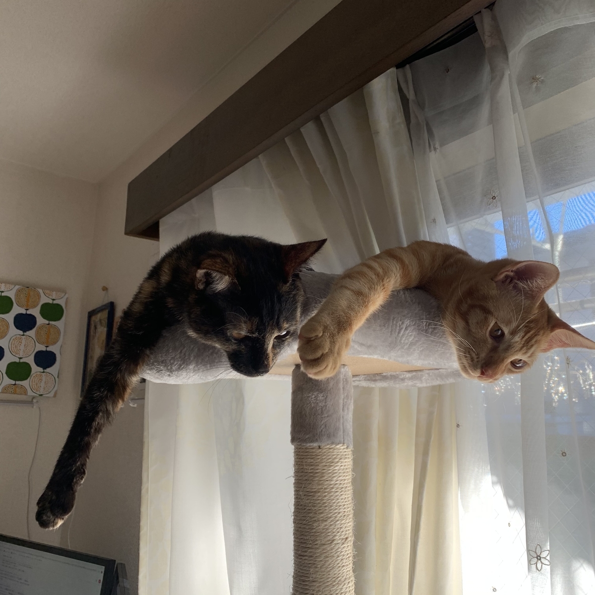 f:id:obasit-n1731:20210127230032j:plain