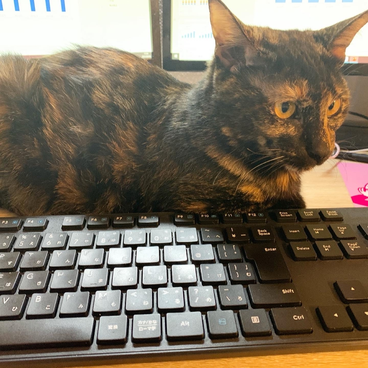 f:id:obasit-n1731:20210309230701j:plain