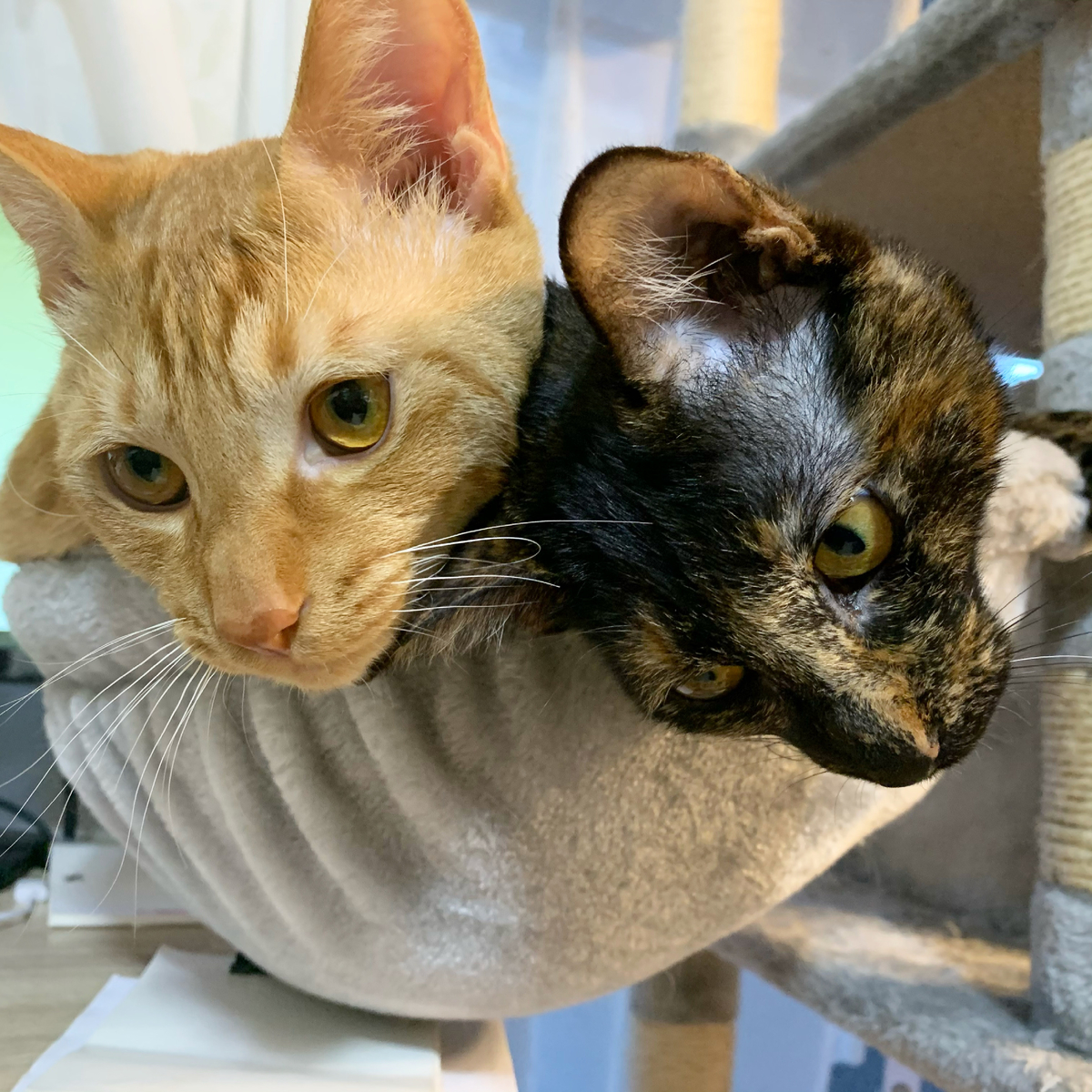 f:id:obasit-n1731:20210309232359j:plain