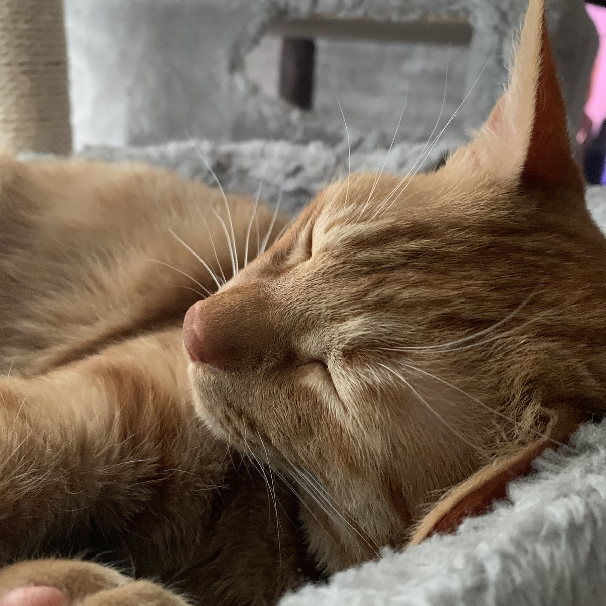 f:id:obasit-n1731:20210520231448j:plain