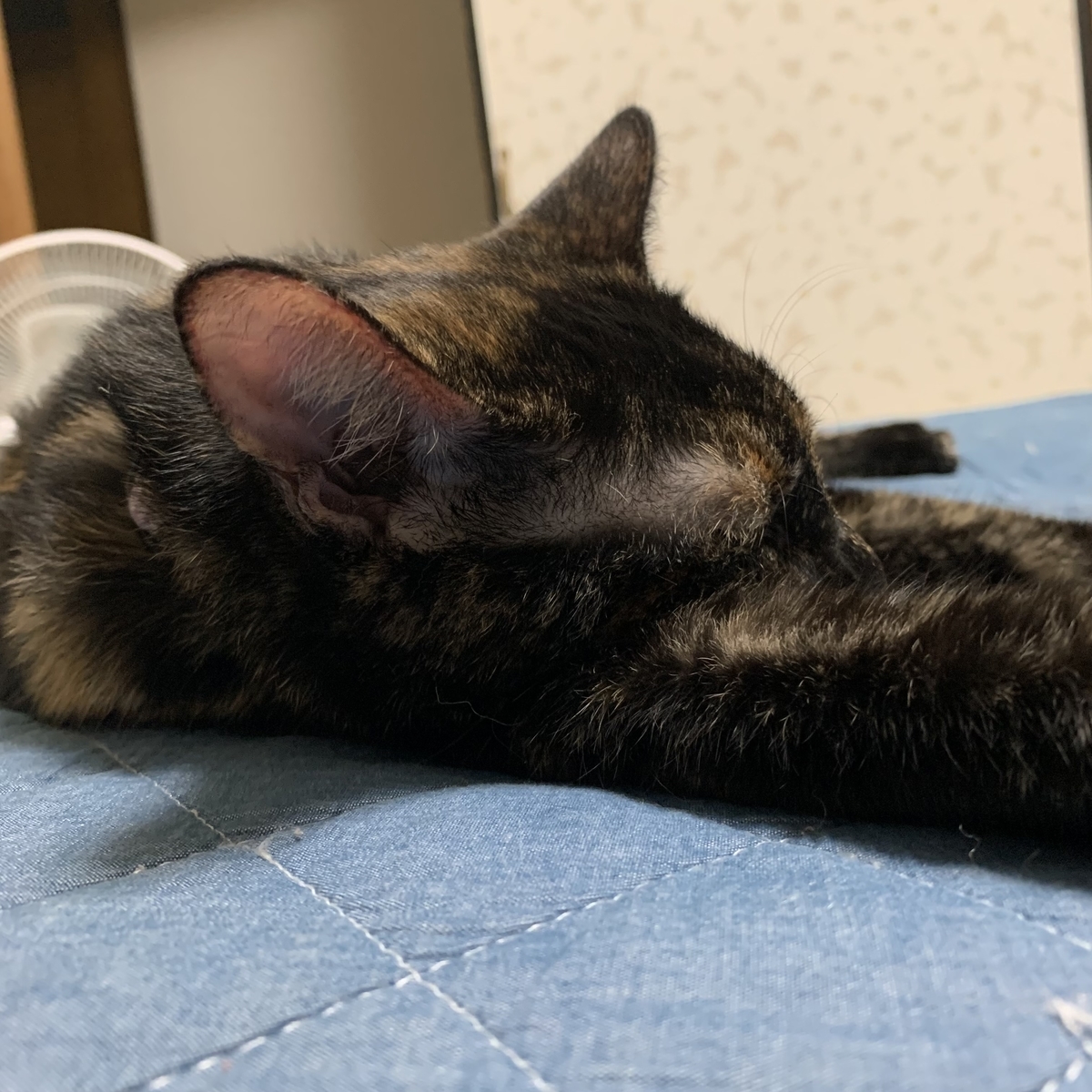 f:id:obasit-n1731:20210813142733j:plain