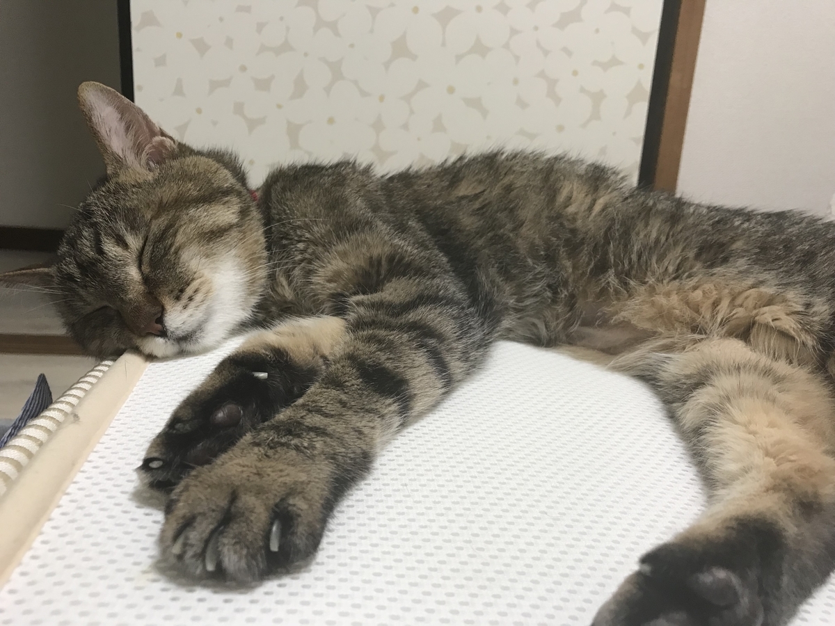 f:id:obasit-n1731:20210823215000j:plain