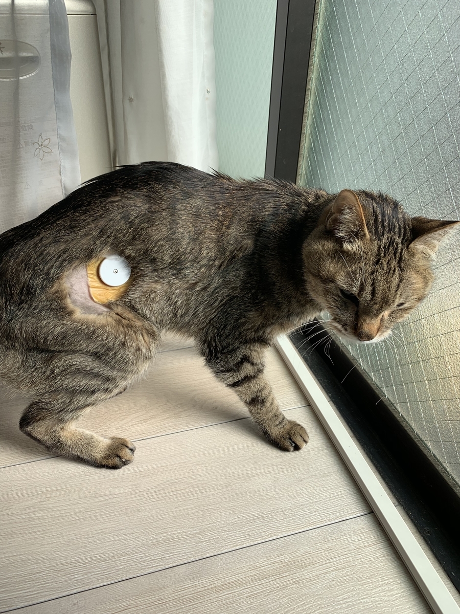 f:id:obasit-n1731:20210823220414j:plain