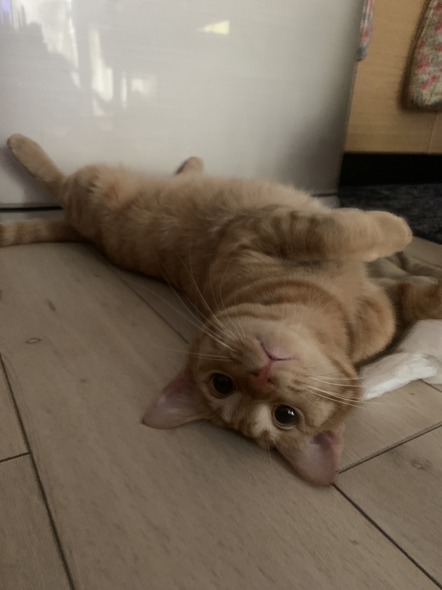 f:id:obasit-n1731:20210905203351j:plain