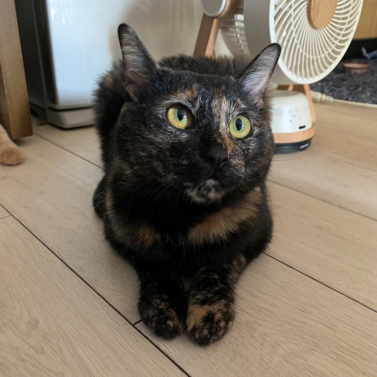 f:id:obasit-n1731:20210916200213j:plain