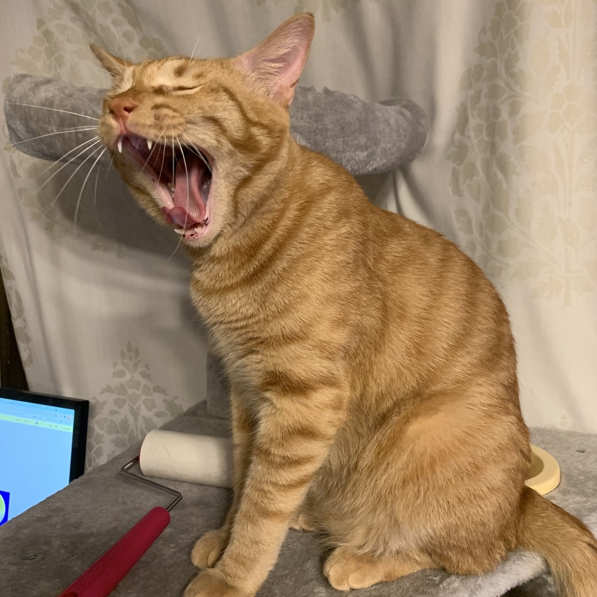 f:id:obasit-n1731:20211005200653j:plain