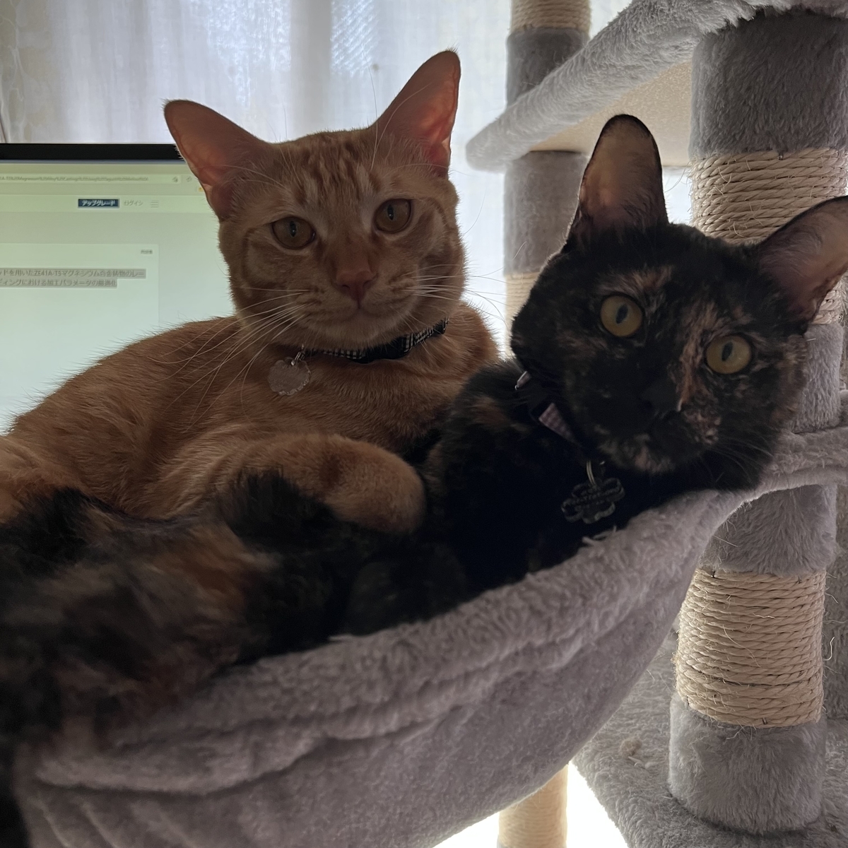 f:id:obasit-n1731:20211112175151j:plain