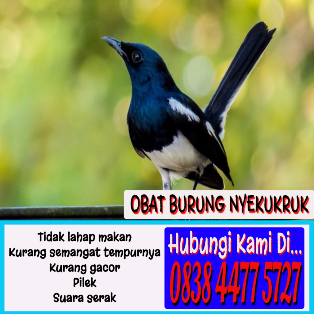 f:id:obatgacorburung:20180114180356j:plain f:id:obatgacorburung:20180114180356j:plain