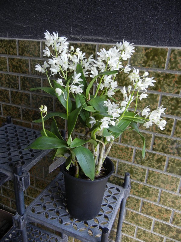 f:id:obelisk2:20120314134441j:image:h520