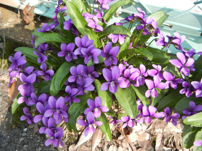 f:id:obelisk2:20120424152827j:image:w300 f:id:obelisk2:20120424152827j:image:w300