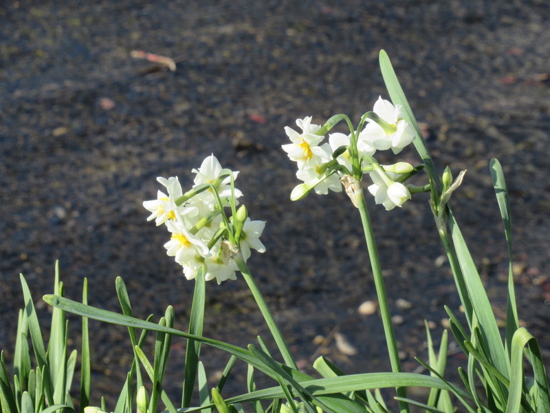 ウチの水仙 20200115131508