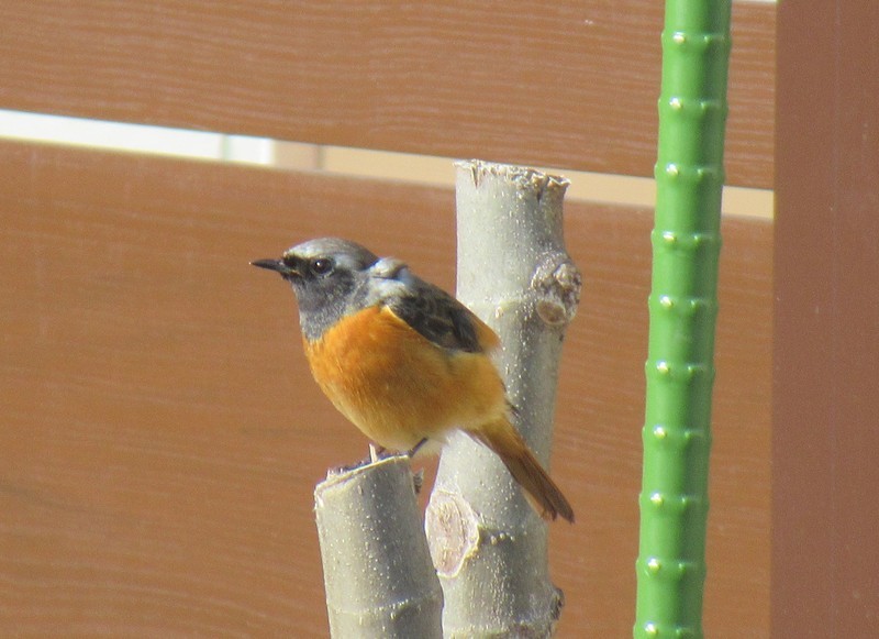 ジョウビタキ 20200115131823