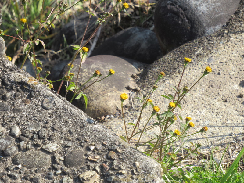 コセンダングサ 20200115131846