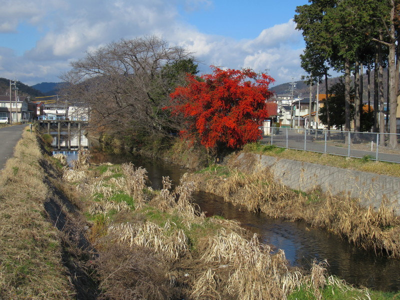 中央の赤いのはピラカンサ 20200115131936