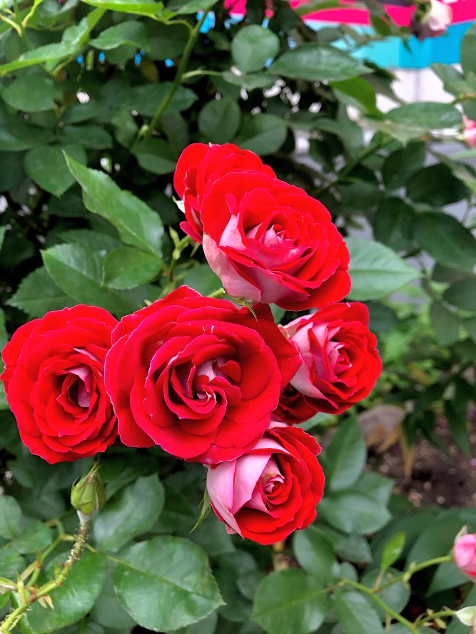 f:id:obihiroten:20200716135957j:plain f:id:obihiroten:20200716135957j:plain