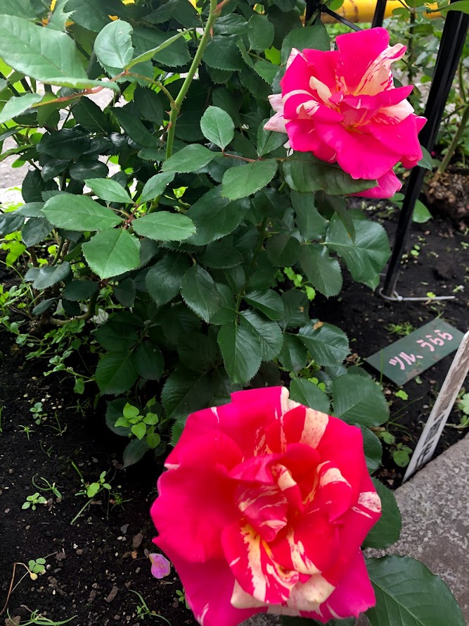 f:id:obihiroten:20200716140003j:plain f:id:obihiroten:20200716140003j:plain