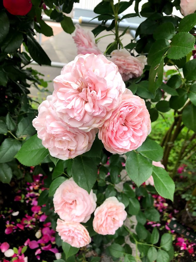 f:id:obihiroten:20200716140009j:plain f:id:obihiroten:20200716140009j:plain