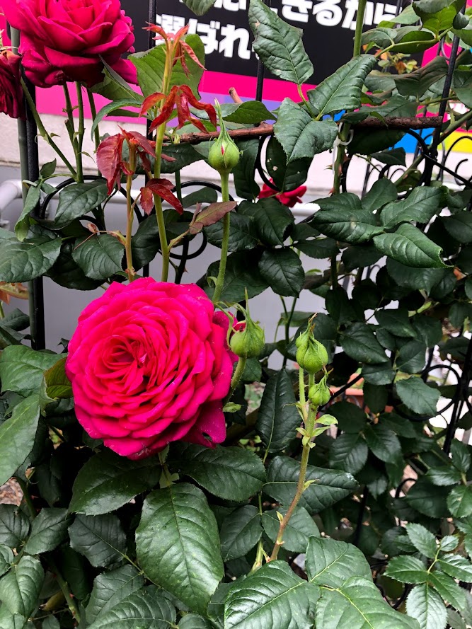 f:id:obihiroten:20200716140028j:plain f:id:obihiroten:20200716140028j:plain