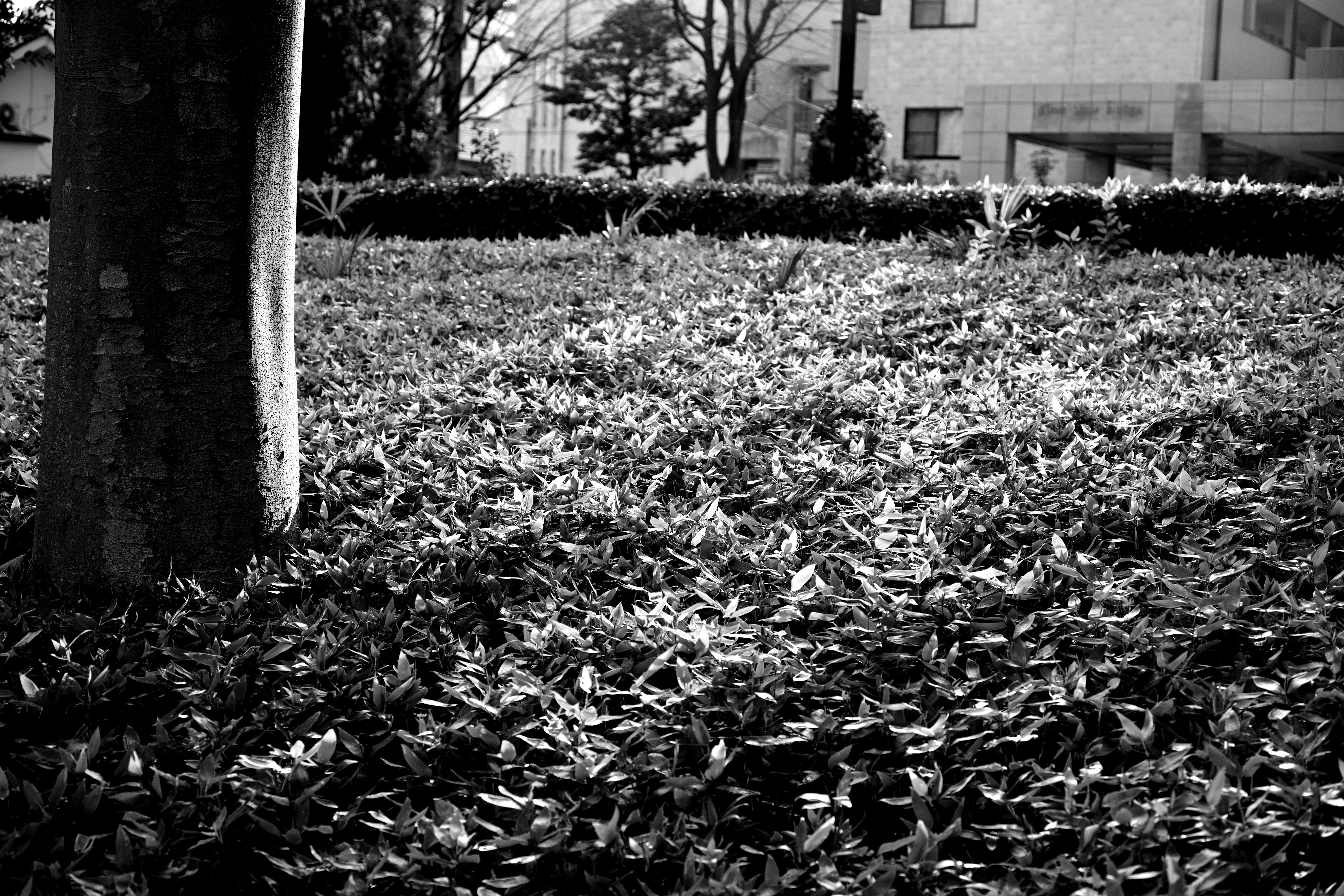f:id:oboe377H:20200304015521j:image f:id:oboe377H:20200304015521j:image