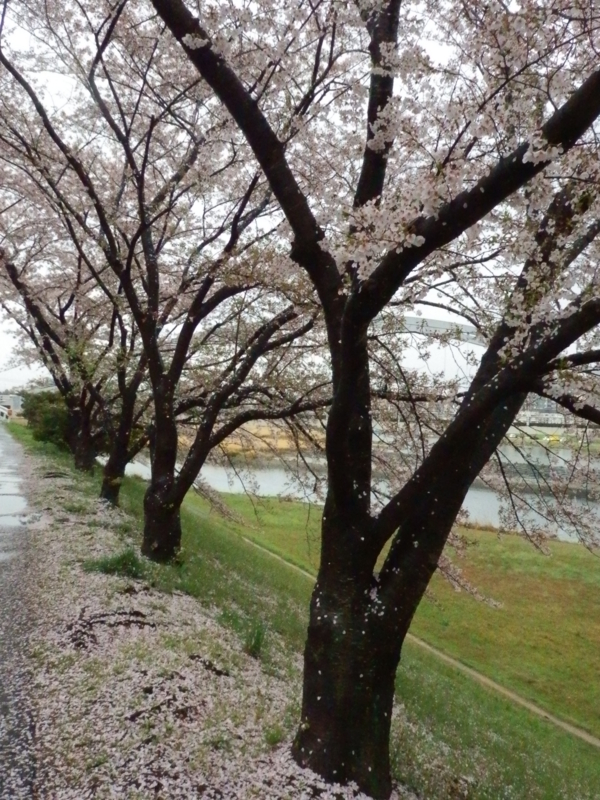f:id:oborodukiyo22:20150405091206j:plain f:id:oborodukiyo22:20150405091206j:plain