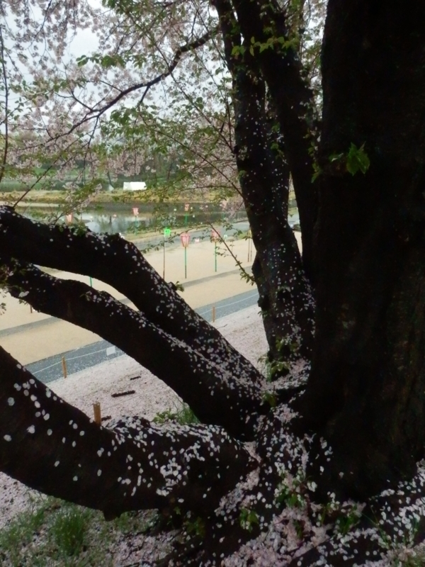f:id:oborodukiyo22:20150405091950j:plain f:id:oborodukiyo22:20150405091950j:plain