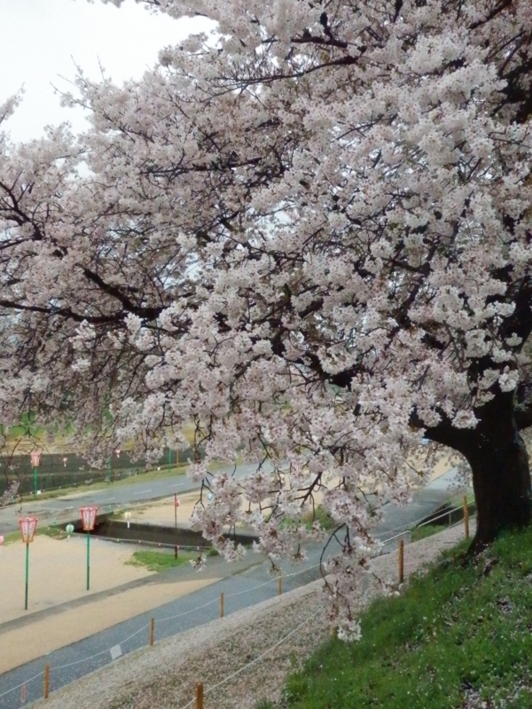 f:id:oborodukiyo22:20150405092013j:plain f:id:oborodukiyo22:20150405092013j:plain