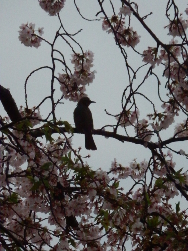 f:id:oborodukiyo22:20150405092024j:plain f:id:oborodukiyo22:20150405092024j:plain