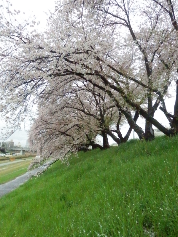 f:id:oborodukiyo22:20150405093426j:plain f:id:oborodukiyo22:20150405093426j:plain