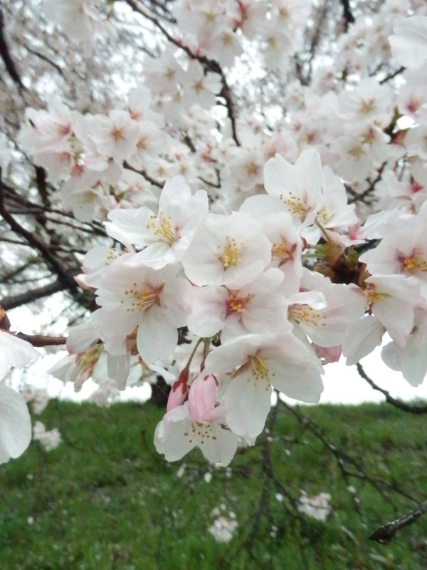 f:id:oborodukiyo22:20150405093521j:plain f:id:oborodukiyo22:20150405093521j:plain