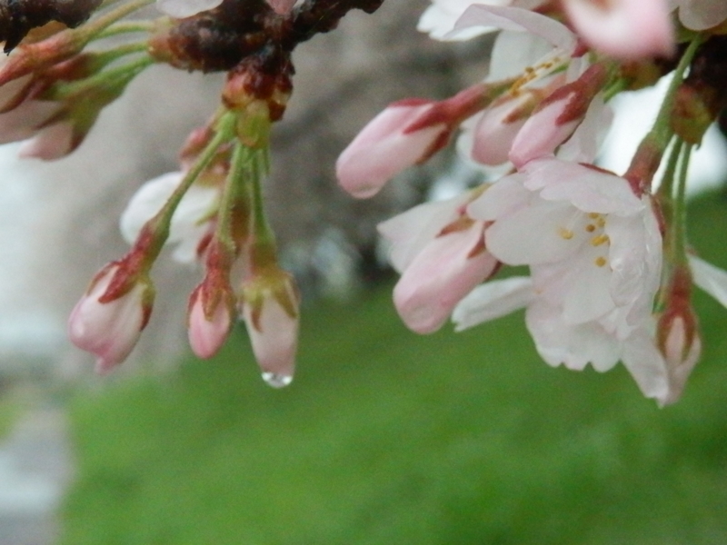 f:id:oborodukiyo22:20150405093758j:plain f:id:oborodukiyo22:20150405093758j:plain