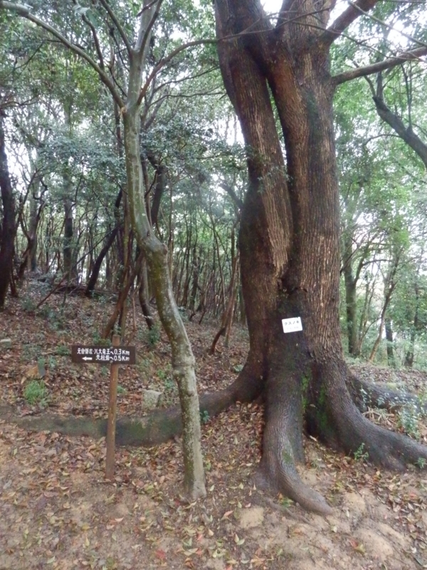 f:id:oborodukiyo22:20150405130127j:plain f:id:oborodukiyo22:20150405130127j:plain
