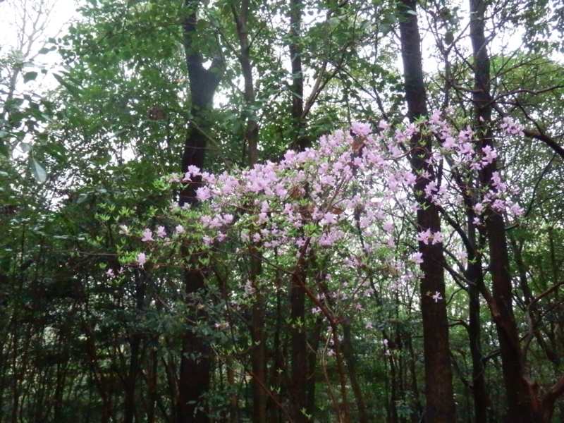 f:id:oborodukiyo22:20150405130354j:plain f:id:oborodukiyo22:20150405130354j:plain