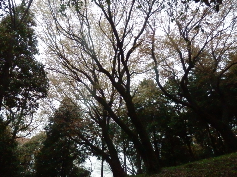 f:id:oborodukiyo22:20150405130838j:plain f:id:oborodukiyo22:20150405130838j:plain
